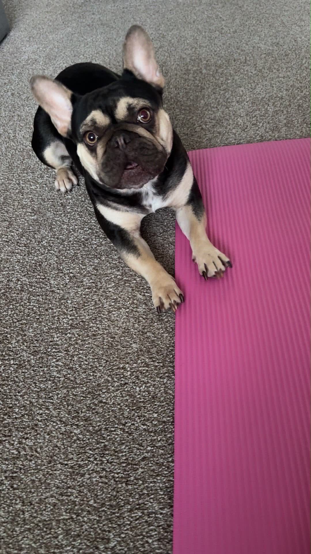 Gillian's French bulldog sitting with both paws on the edge of her exercise mat