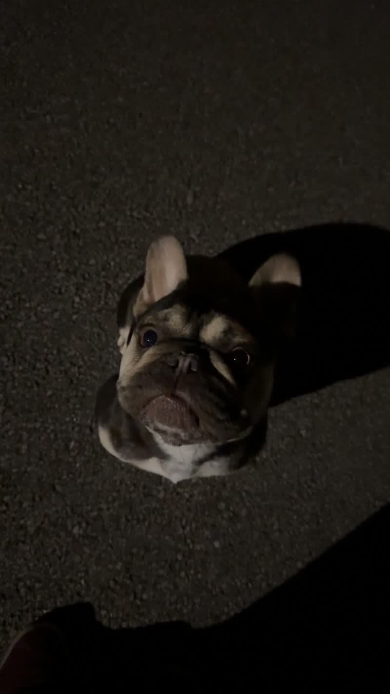 Gillian's French bulldog looking up at the camera on a pavement at night