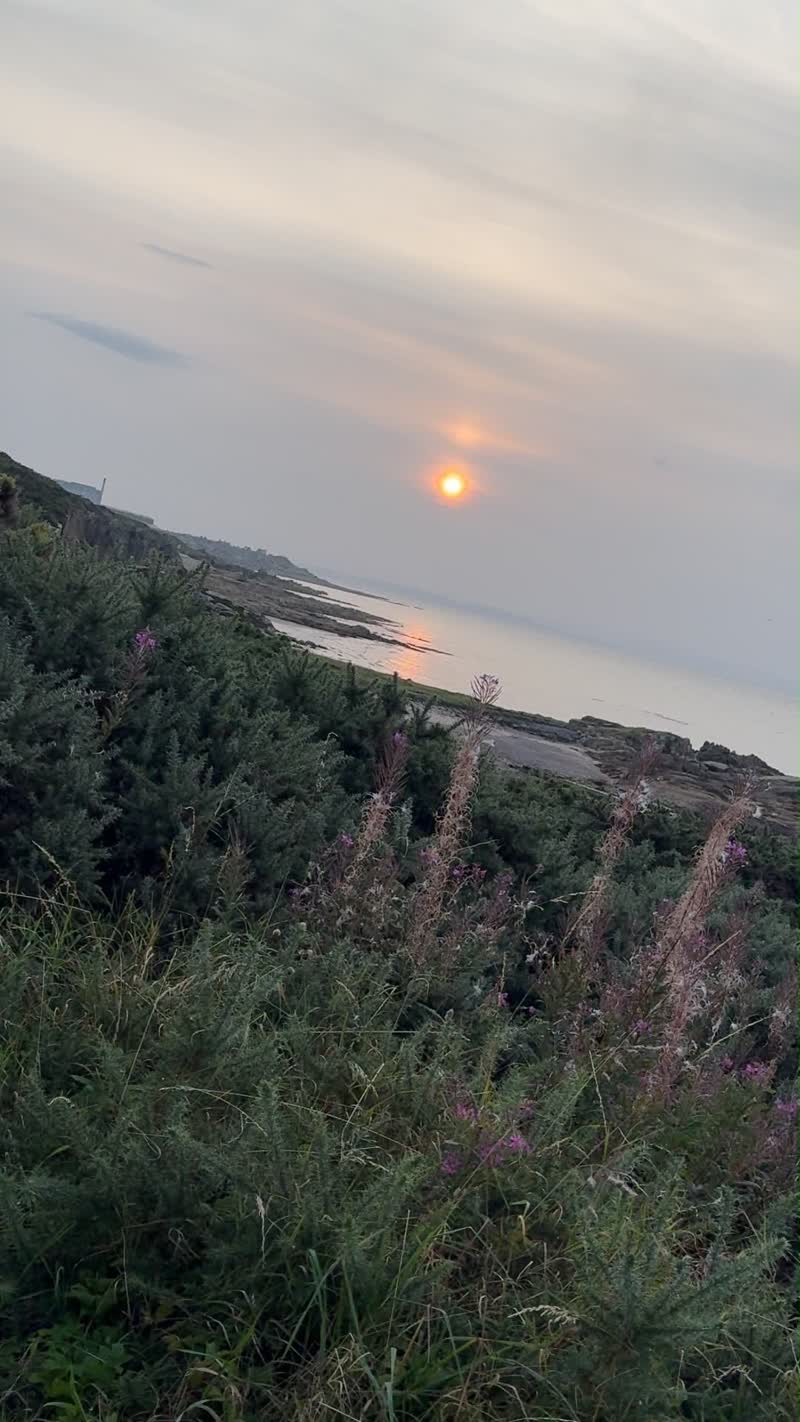The sun low over the sea, seen from a gorse-covered bank