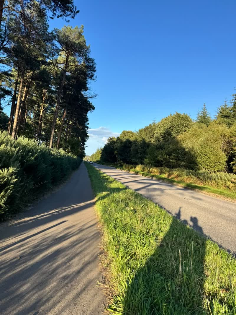 A quiet road running between tall pines on a bright evening