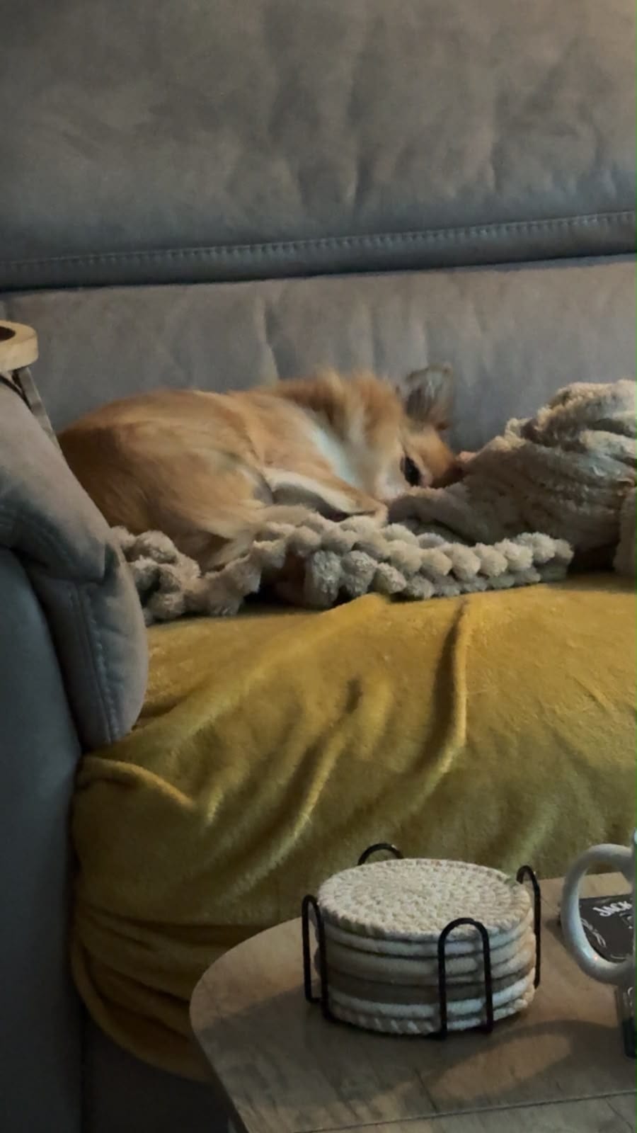 Pixie, a small tan chihuahua, curled up asleep on a blanket on the sofa