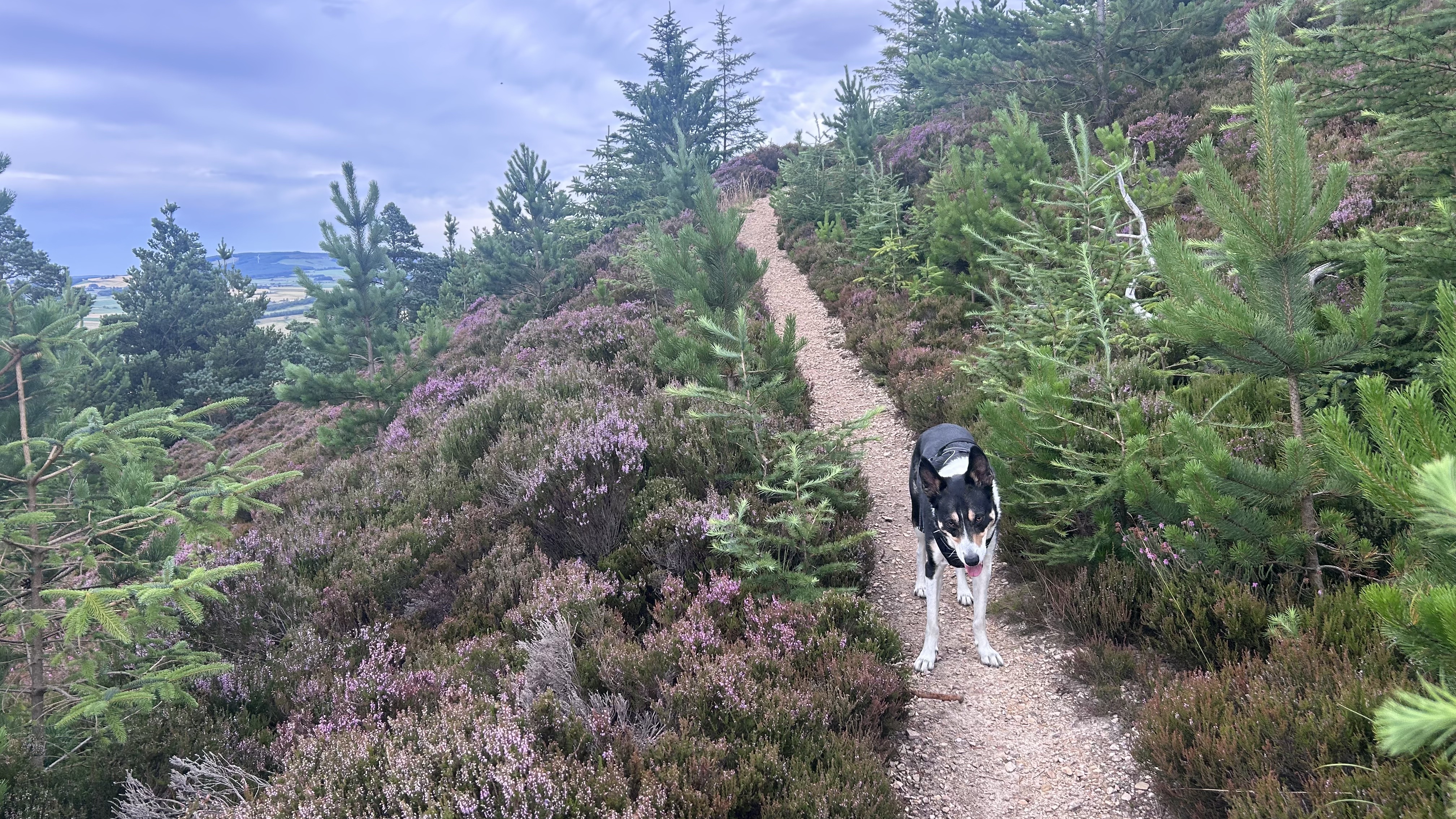 A gravel walking path winding uphill through purple heather and pine trees in Moray, with a collie waiting on the trail